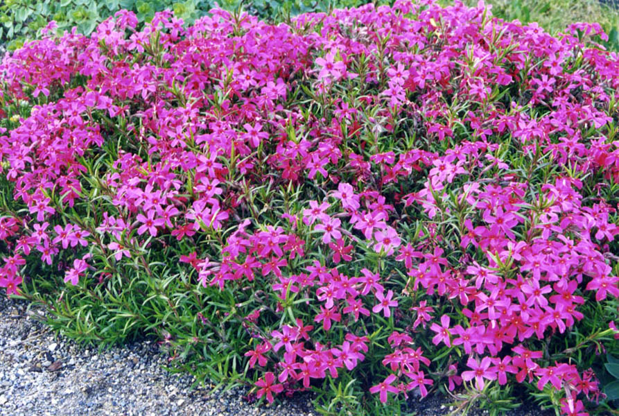 Phlox subulata var setacea photo